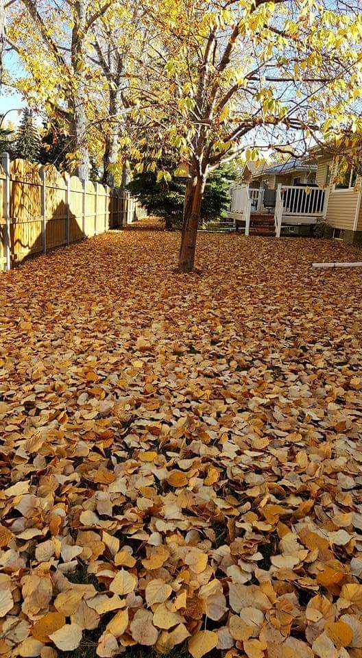 Fall Cleanup